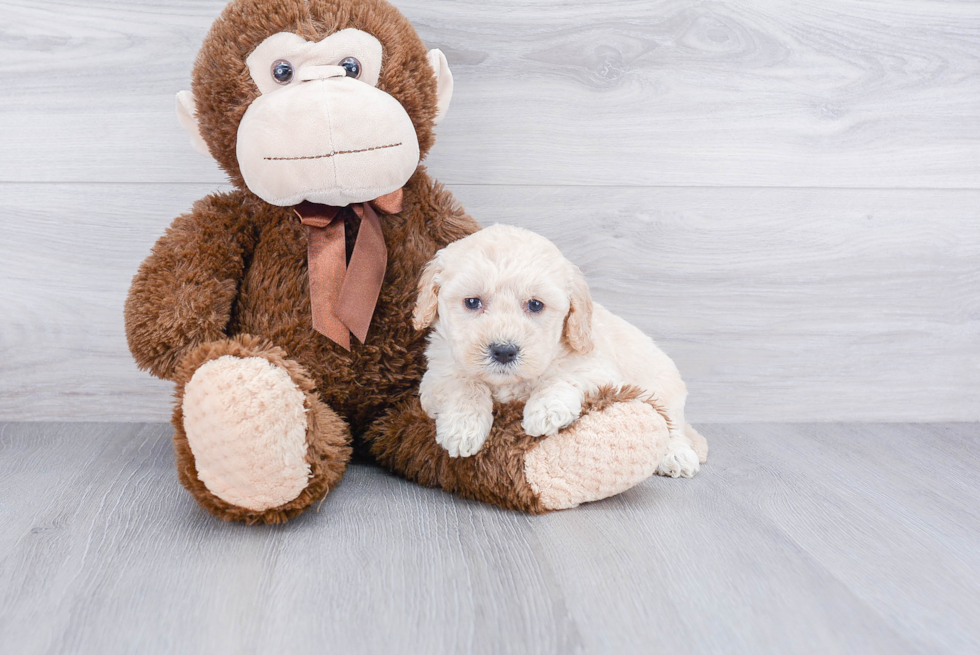 Mini Goldendoodle Puppy for Adoption