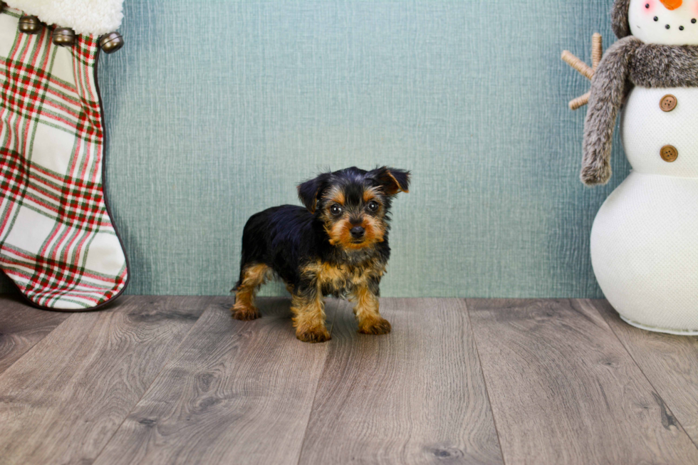 Meet Steph - our Yorkshire Terrier Puppy Photo 