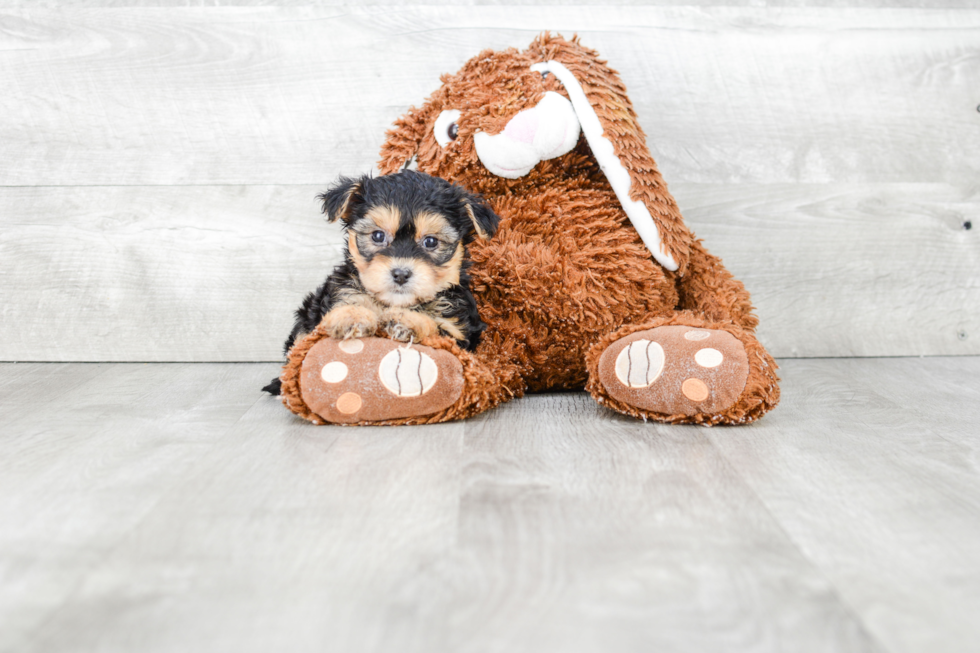 Friendly Morkie Baby