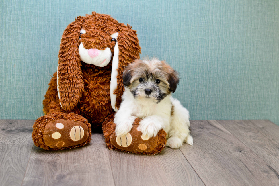 Havanese Pup Being Cute