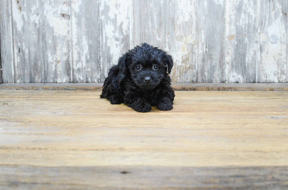 Yorkie Poo Puppy for Adoption