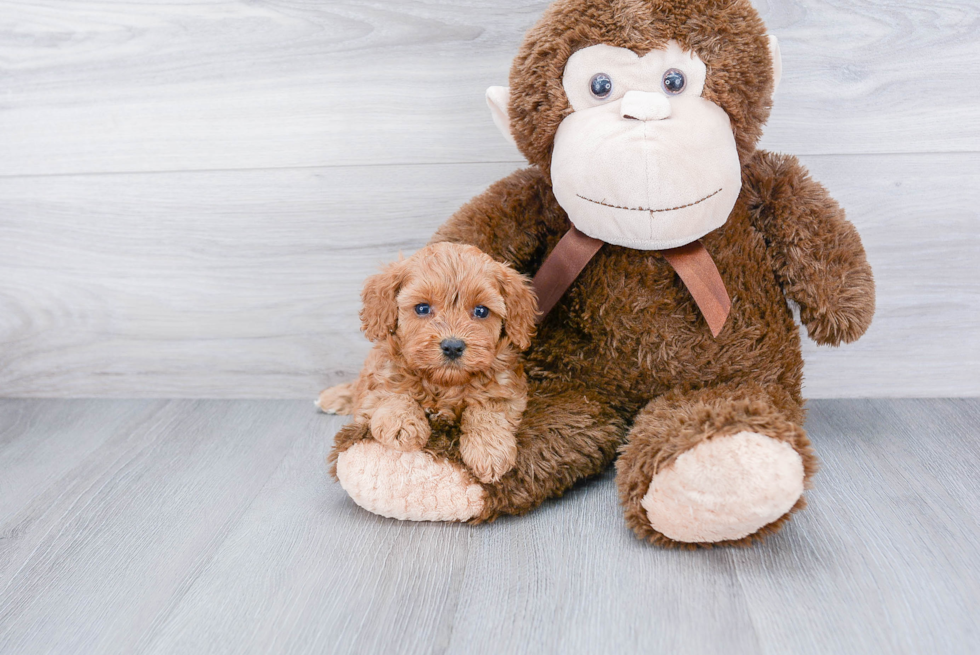Cavapoo Pup Being Cute