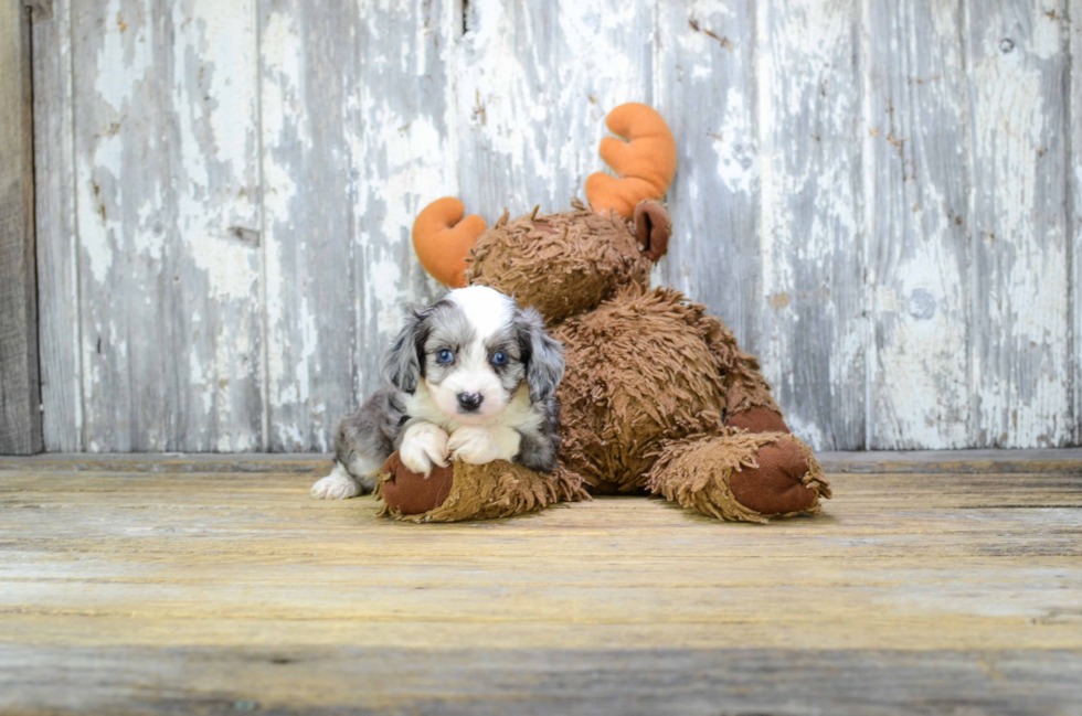 Sweet Mini Aussiedoodle Baby