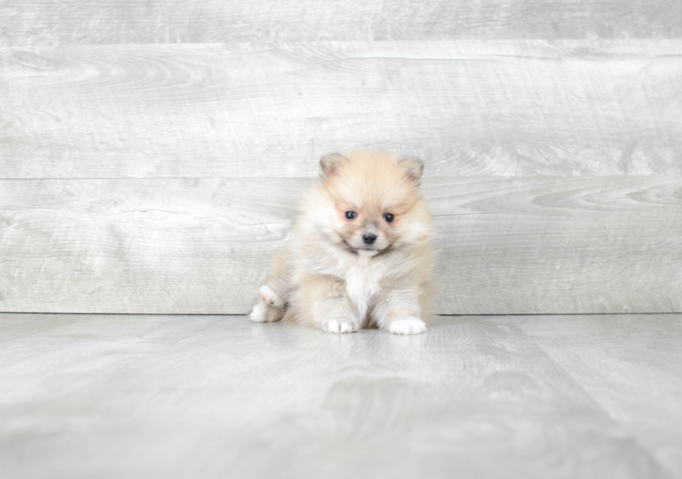 Pomeranian Pup Being Cute