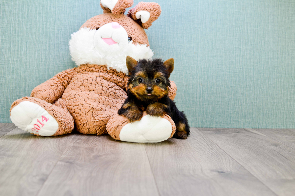 Meet Giselle - our Yorkshire Terrier Puppy Photo 