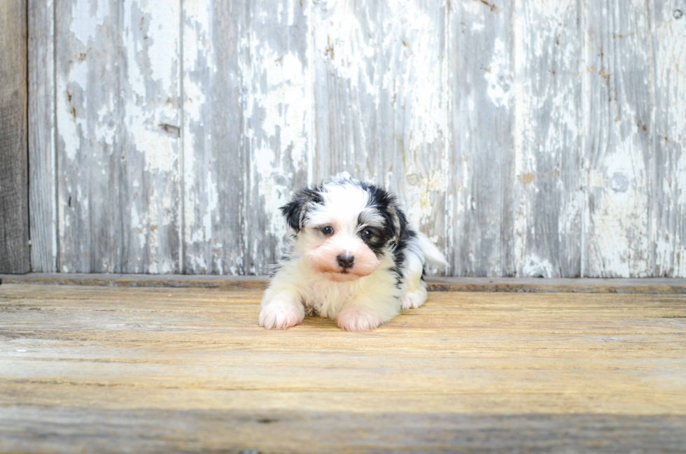 Funny Morkie Designer Pup