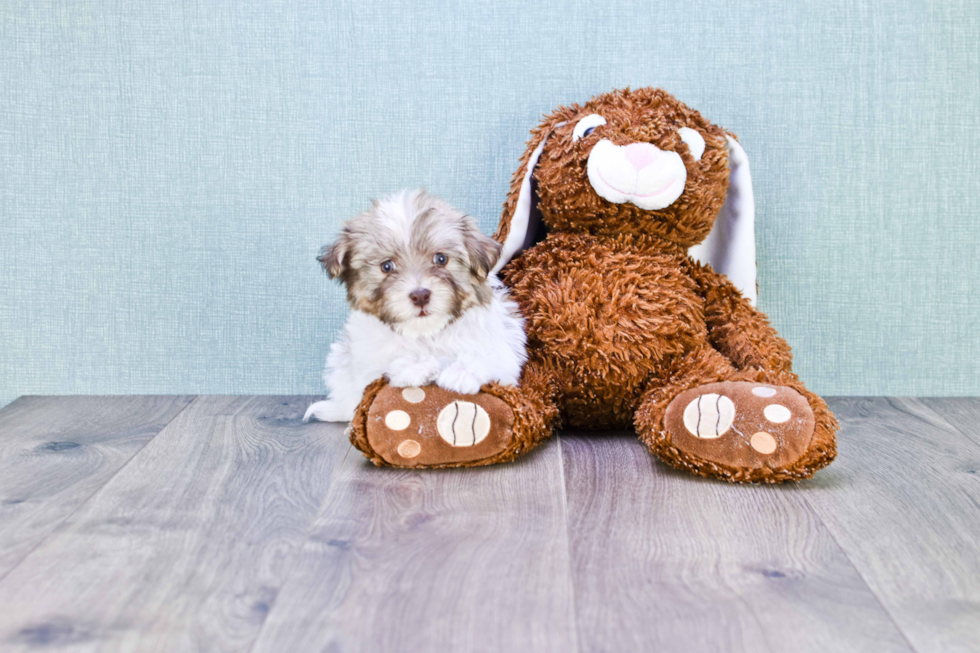 Akc Registered Havanese Purebred Pup