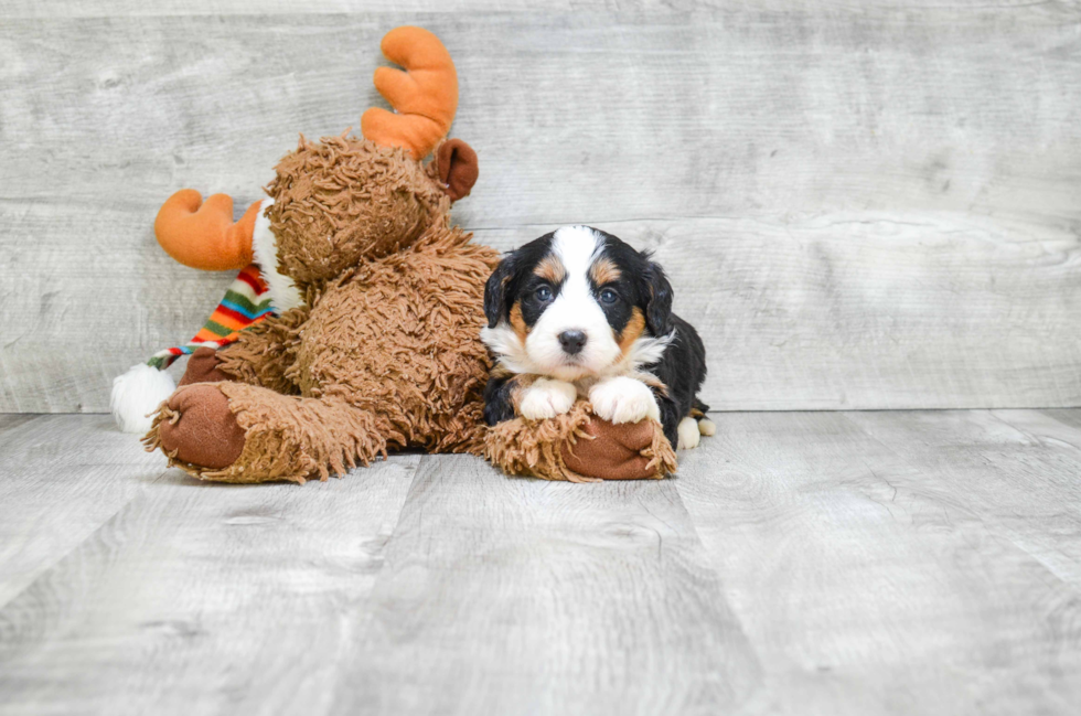 Mini Bernedoodle Puppy for Adoption