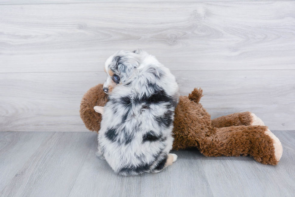 Petite Mini Aussiedoodle Poodle Mix Pup