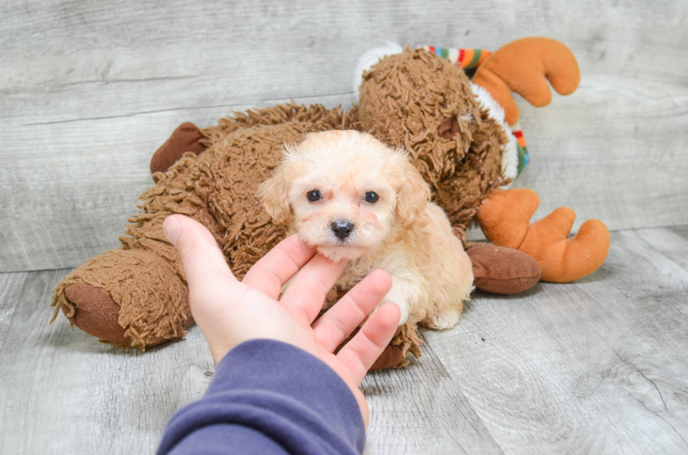 Popular Cavachon Designer Pup