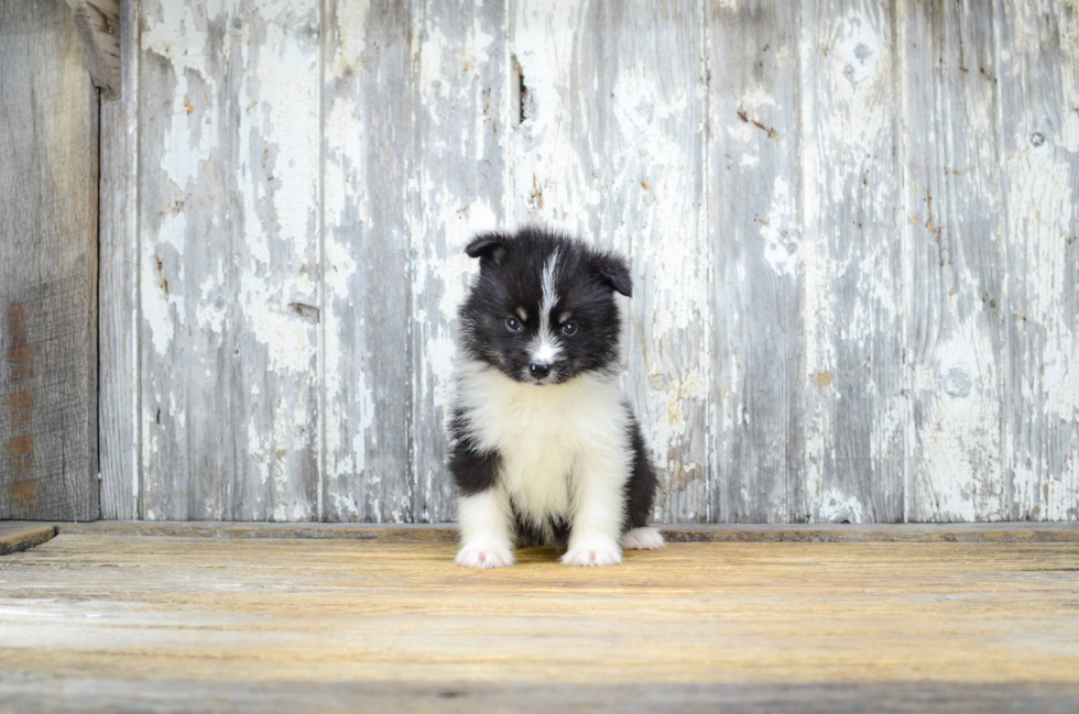 Pomsky Puppy for Adoption