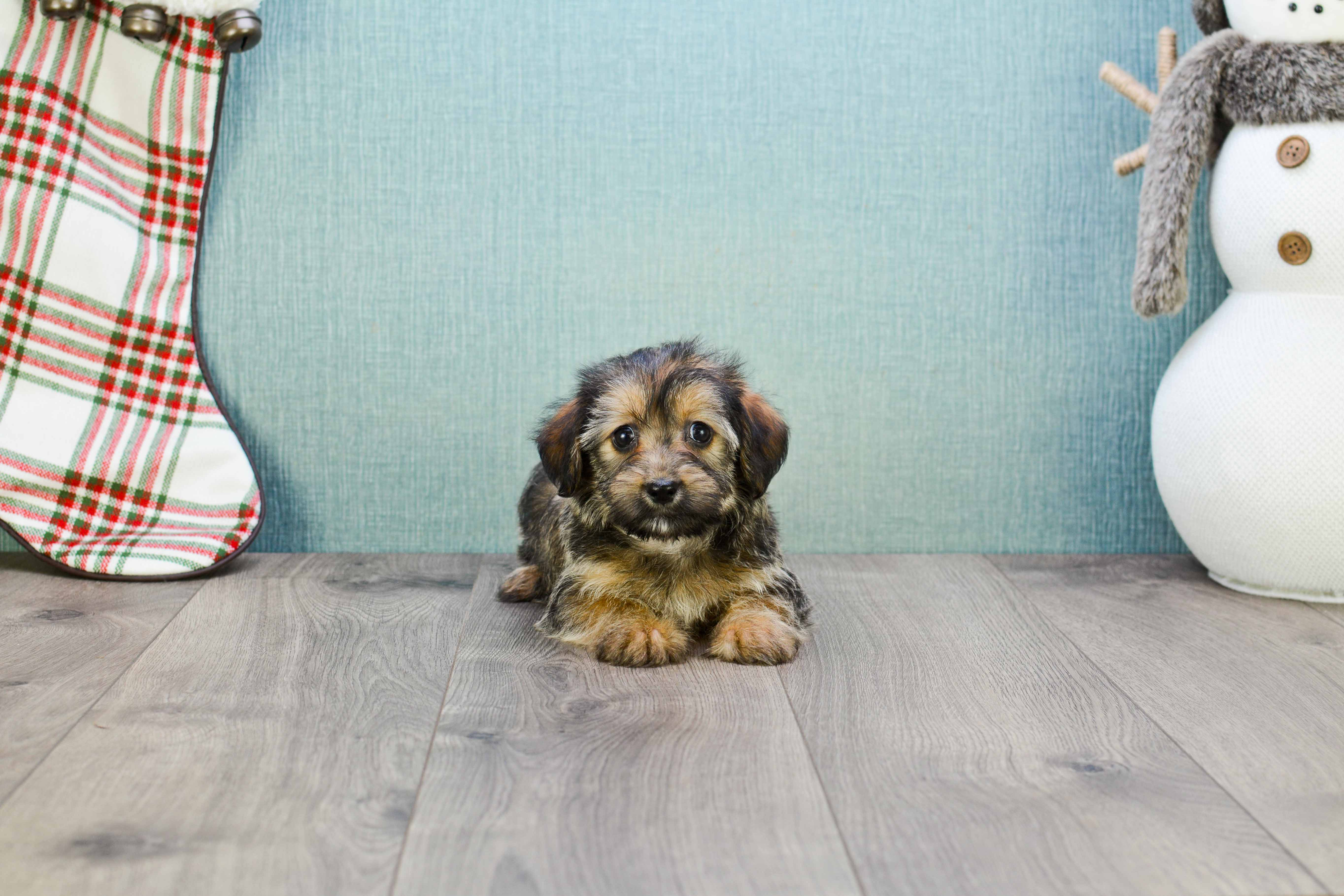 Morkie Pup Being Cute