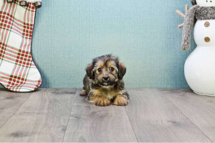 Morkie Pup Being Cute