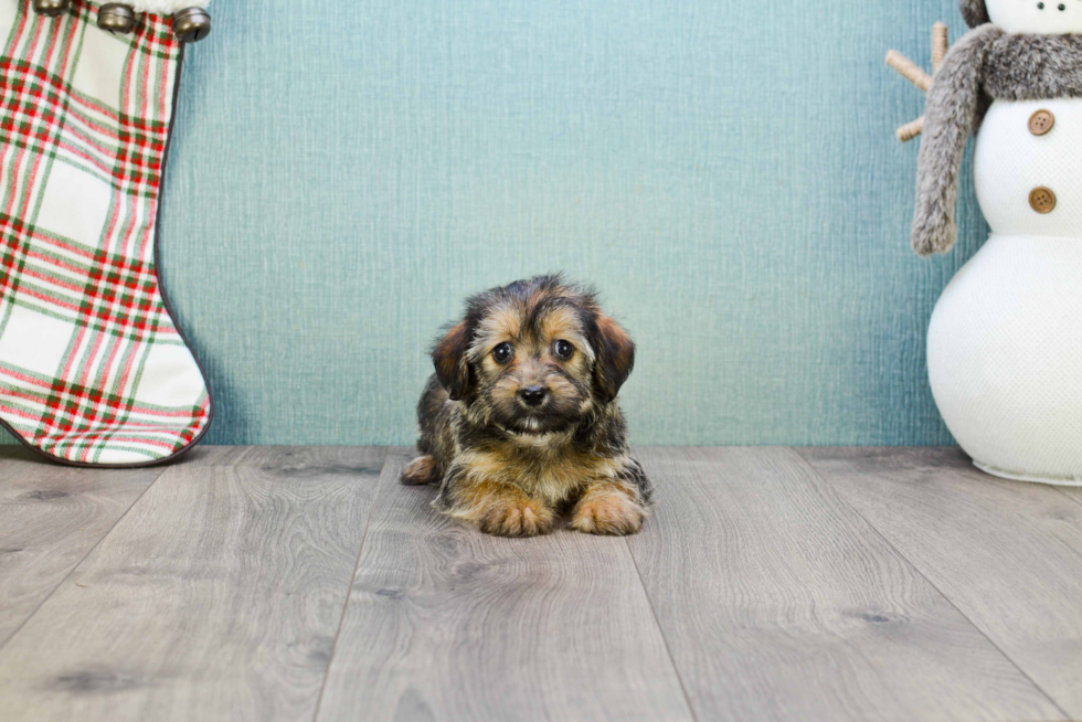 Morkie Pup Being Cute