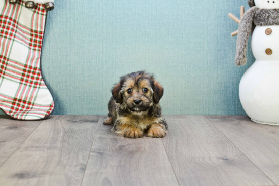 Morkie Pup Being Cute