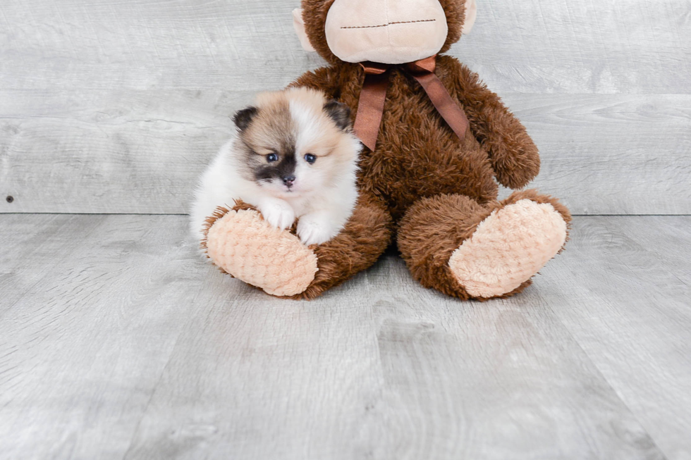 Pomeranian Puppy for Adoption