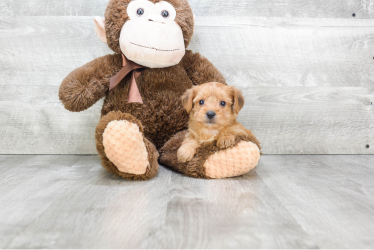 Hypoallergenic Yorkie Designer Puppy