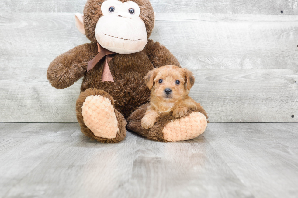 Hypoallergenic Yorkie Designer Puppy