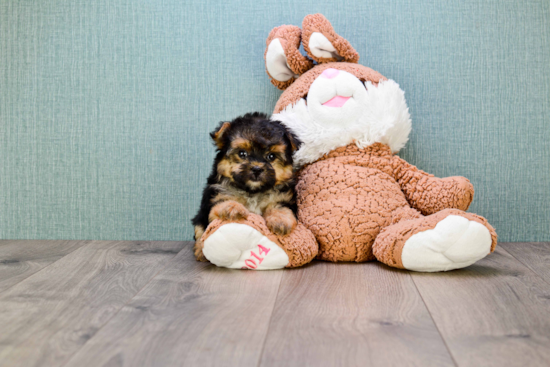 Adorable Yorkie Designer Puppy