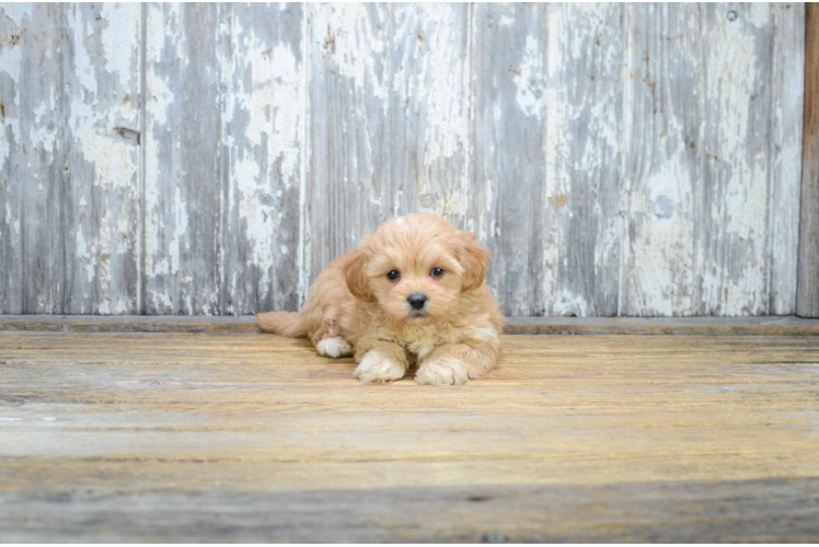 Small Maltipoo Baby
