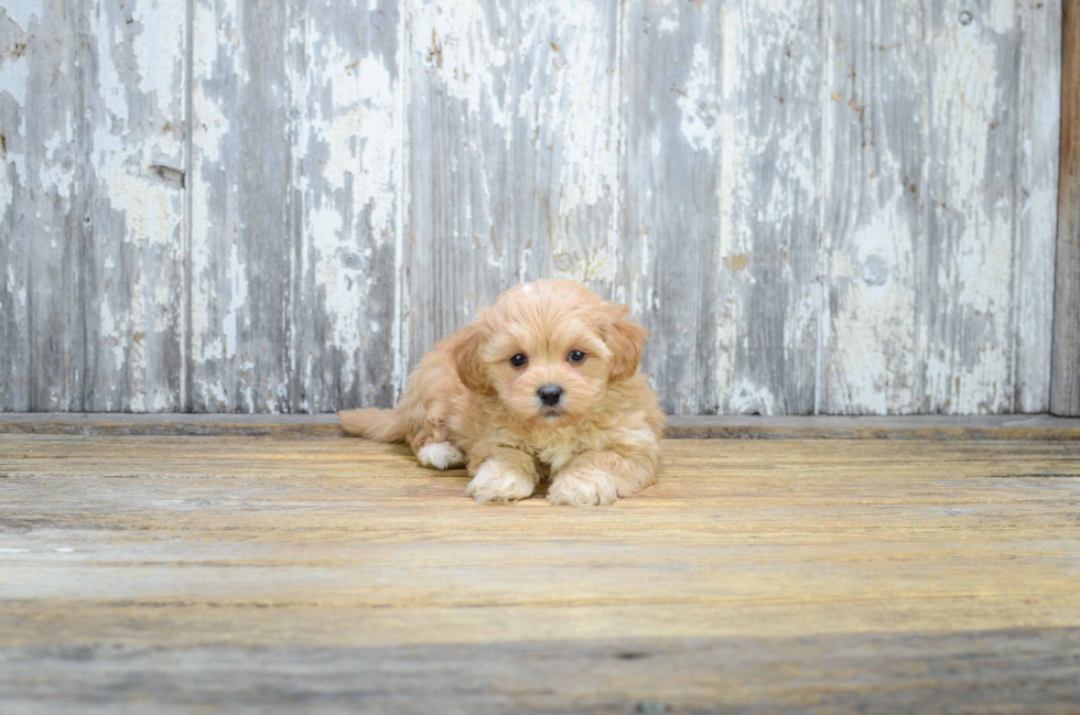 Small Maltipoo Baby