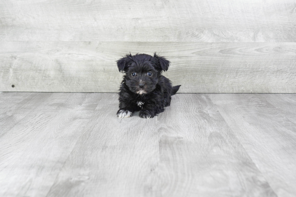 Morkie Puppy for Adoption