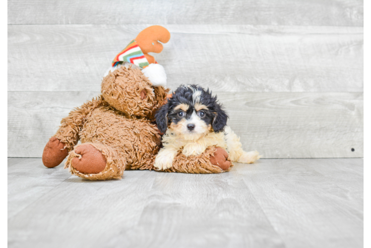 Cavachon Pup Being Cute
