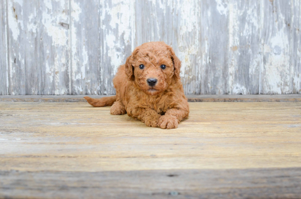 Happy Mini Goldendoodle Baby