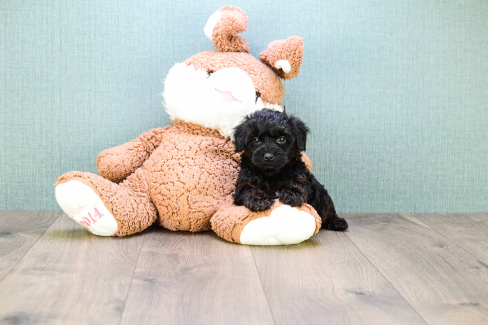 Yorkie Poo Pup Being Cute