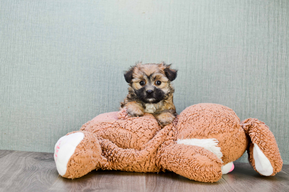 Morkie Puppy for Adoption