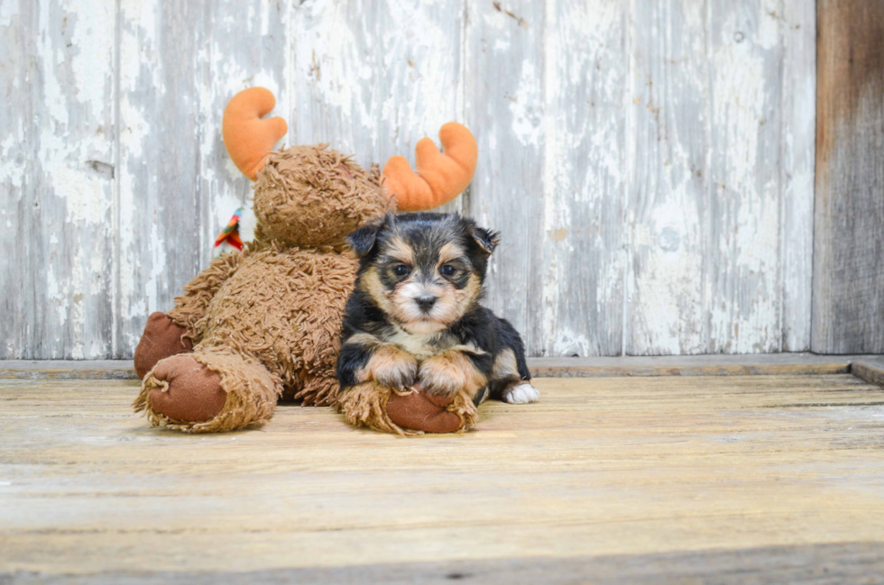 Morkie Pup Being Cute