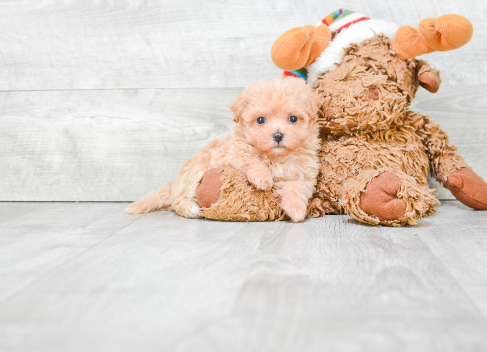 Maltipoo Puppy for Adoption