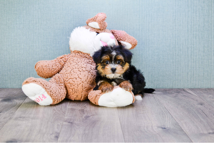 Morkie Puppy for Adoption