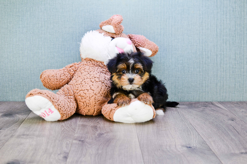 Morkie Puppy for Adoption
