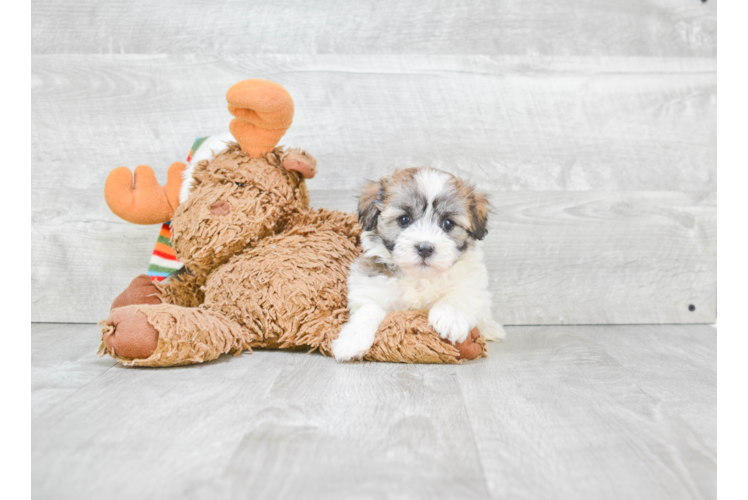 Havanese Pup Being Cute