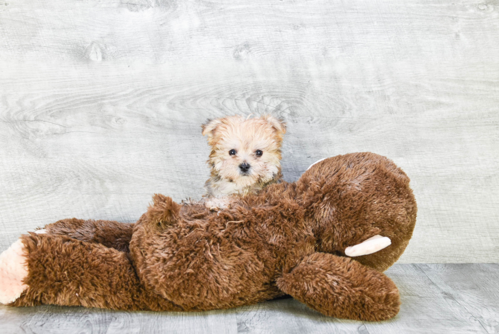 Morkie Pup Being Cute