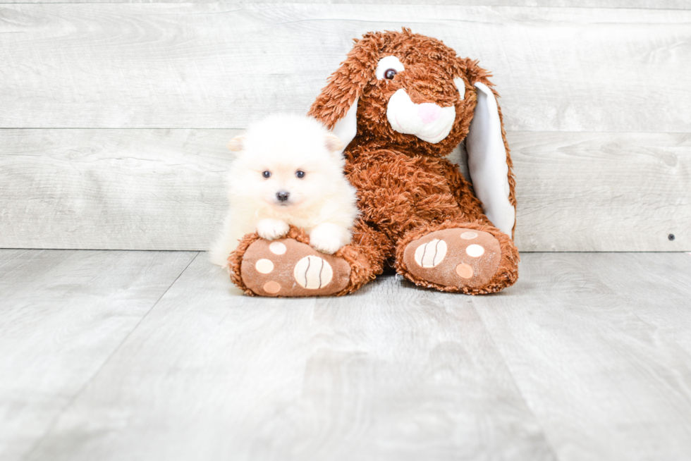 Best Pomeranian Baby