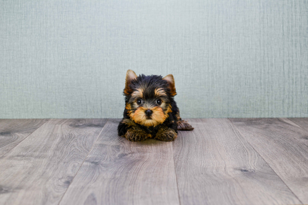 Meet Ronaldo - our Yorkshire Terrier Puppy Photo 