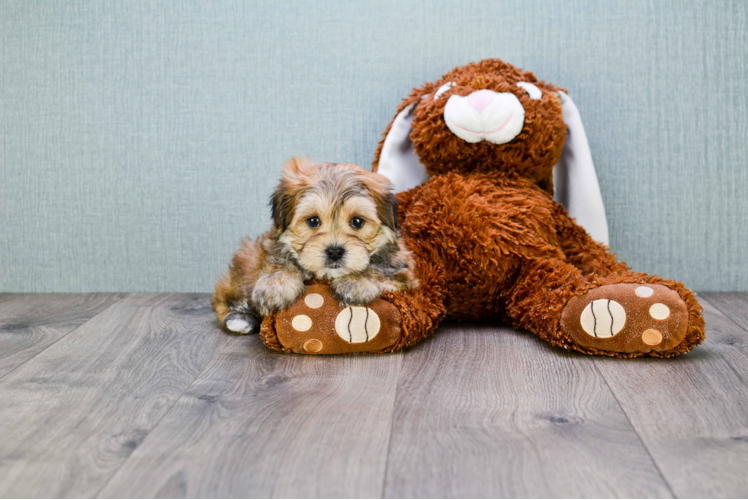 Morkie Pup Being Cute