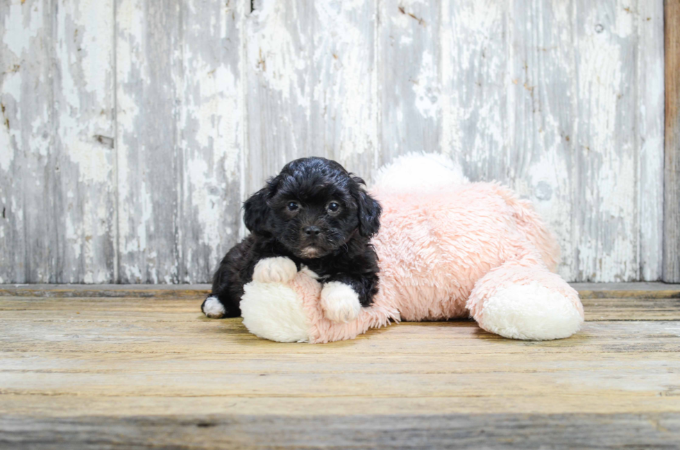 Best Teddy Bear Baby