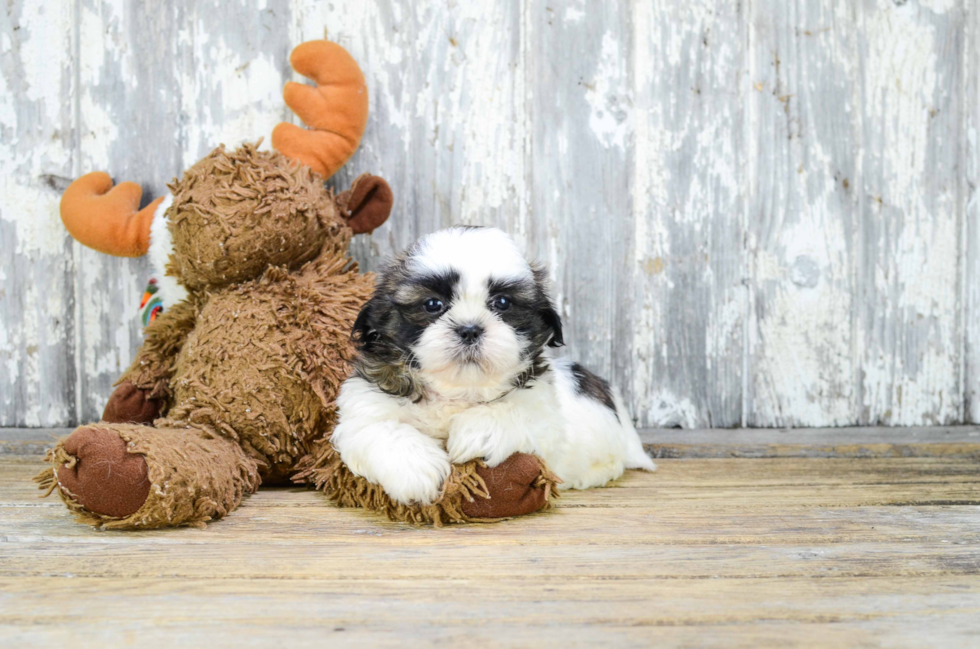 Funny Teddy Bear Designer Pup