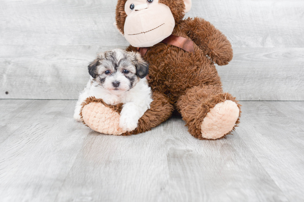 Smart Teddy Bear Designer Pup