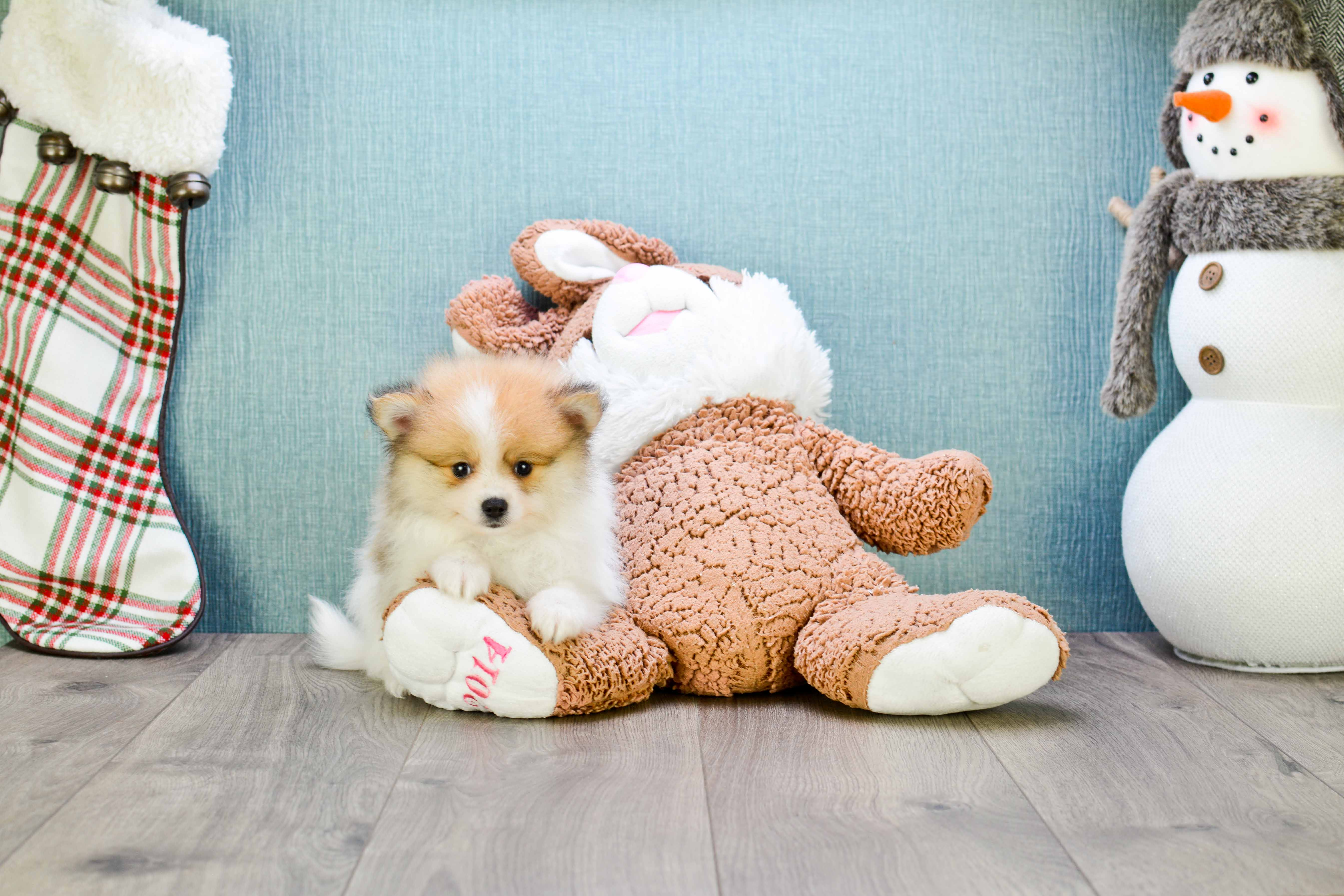 Playful Pomeranian Purebred Pup
