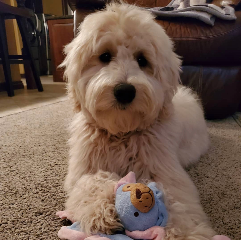 Energetic Golden Retriever Poodle Mix Pup