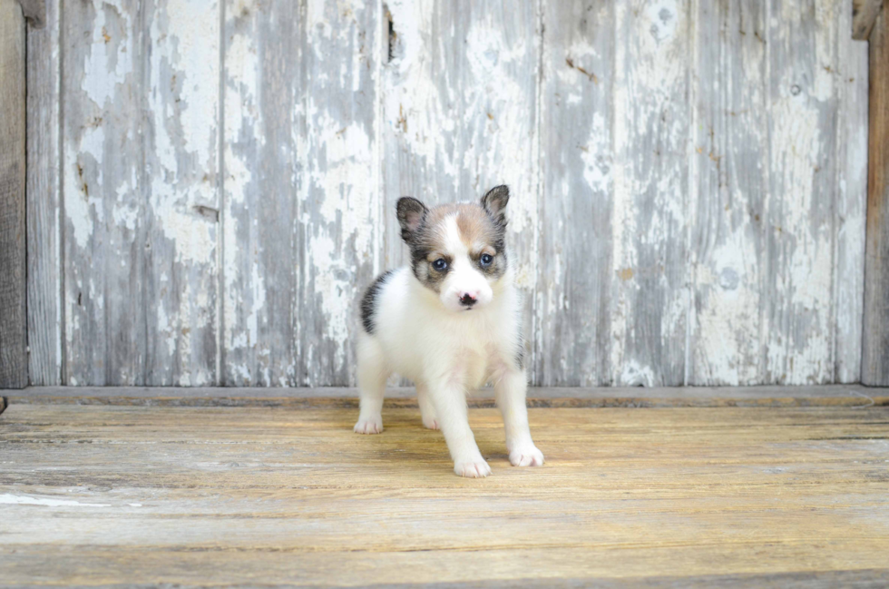 Best Pomsky Baby