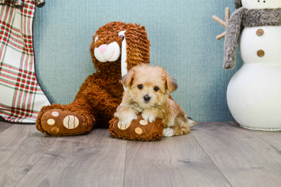 Morkie Puppy for Adoption