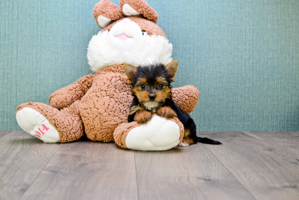 Meet Beyonce - our Yorkshire Terrier Puppy Photo 