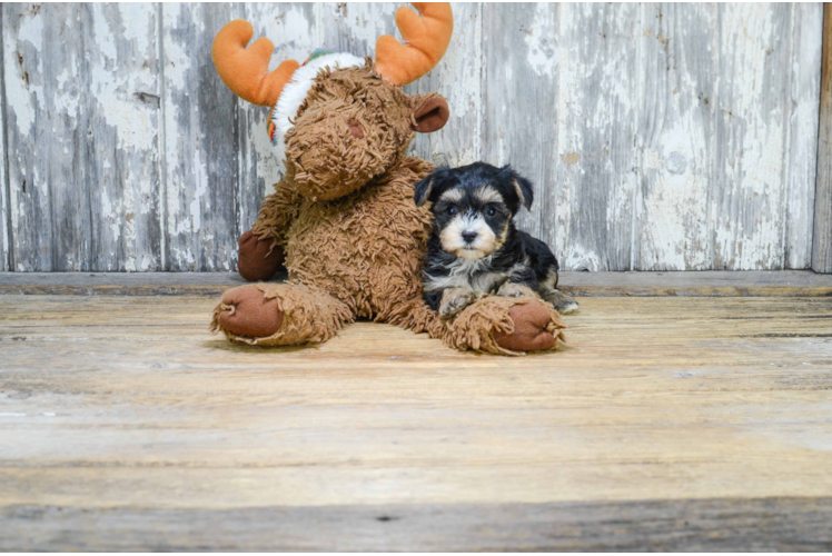Morkie Pup Being Cute