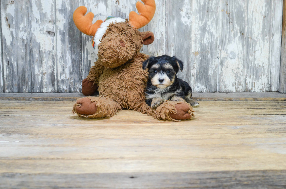 Morkie Pup Being Cute