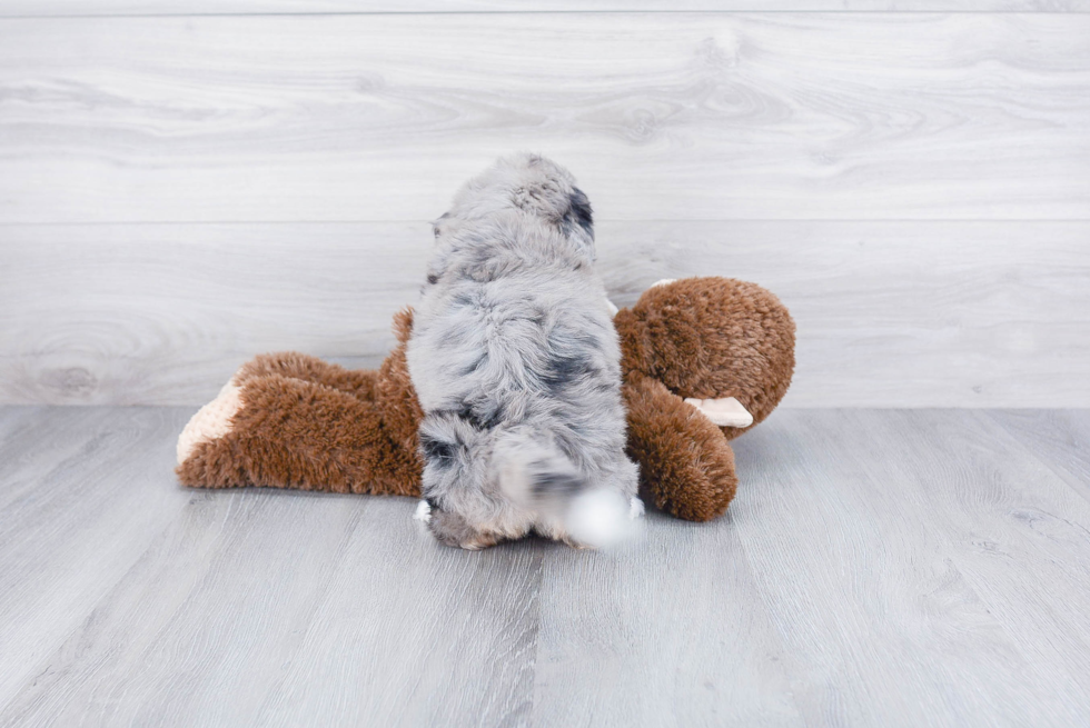 Best Mini Bernedoodle Baby